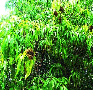 Damage to Mango Product due to Bandguol " | बांडगुळांमुळे आंबा उत्पादनाला फटका"