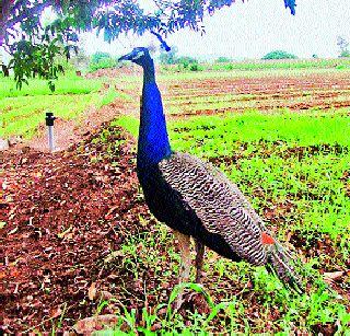 Morse wandering in search of water | पाण्याच्या शोधार्थ मोरांची भटकंती