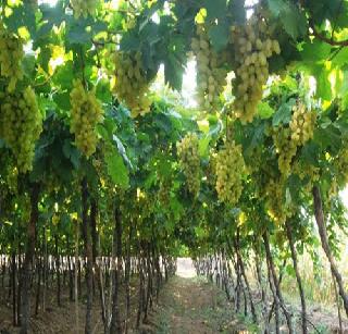 One acre grape garden destroyed by windy winds | एक एकर द्राक्ष बाग वादळी वाऱ्यामुळे उद्ध्वस्त