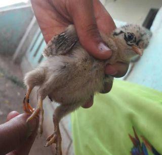 Three-legged poultry in Nandurbar district | नंदुरबार जिल्ह्यात जन्मली तीन पायांची कोंबडी Three-legged poultry in Nandurbar district | नंदुरबार जिल्ह्यात जन्मली तीन पायांची कोंबडी