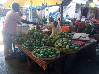 Rajapuri, the jackpot demand with pickle mangoes | राजापुरी,लोणच्या आंब्यासह फणसाला मागणी