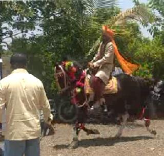 नवरदेवाला घेऊन घोड्याने ठोकली धूम