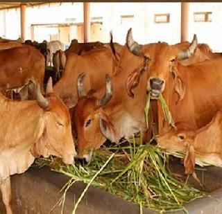 The basis for the government to prevent cows smuggling | गायींची तस्करी रोखण्यासाठी सरकार आणणार आधार