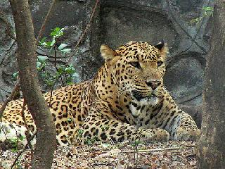 Surprisingly, he said, more than twenty hen fists made by leopard | आश्चर्यम : म्हणे, बिबट्याने केल्या वीसपेक्षा अधिक कोंबड्या फस्त