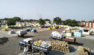 Farmer suffers due to purchase of tur. | तूर खरेदी बंद झाल्याने शेतकरी त्रस्त! Farmer suffers due to purchase of tur. | तूर खरेदी बंद झाल्याने शेतकरी त्रस्त!