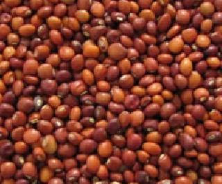 Nafed farmers get double gulp | नाफेडचा शेतकऱ्यांना दुहेरी गळफास Nafed farmers get double gulp | नाफेडचा शेतकऱ्यांना दुहेरी गळफास
