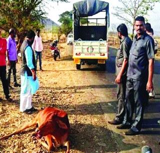 Gaii Lived | गायीला जीवदान