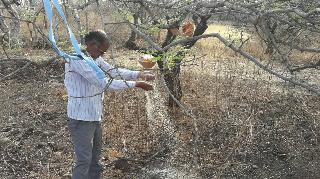 One-and-a-half kilograms of rice for the wild birds | जंगलातील पक्ष्यांच्या खाद्यासाठी दीड क्विंटल तांदूळ One-and-a-half kilograms of rice for the wild birds | जंगलातील पक्ष्यांच्या खाद्यासाठी दीड क्विंटल तांदूळ