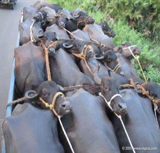 A truck carrying 21 buffaloes was seized by a ruthless truck on the border checkpoint | सीमा तपासणी नाक्यावर 21 म्हशीची निर्दयपणे वाहतूक करणारा ट्रक पकडला