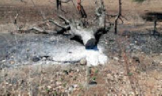 A fire in the forest is used for hunting in Maregaon taluka | मारेगाव तालुक्यात शिकारीसाठी लावली जाते जंगलात आग