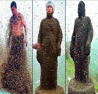 4.60 lakhs beekeeped by bees | ४.६० लाख मधमाशांकडून डंख मारून घेतले