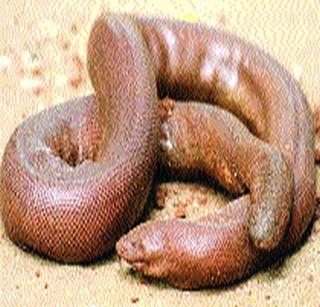 Mandu's smuggling for wealth increases | संपत्तीवाढीसाठी मांडुळाची तस्करी Mandu's smuggling for wealth increases | संपत्तीवाढीसाठी मांडुळाची तस्करी