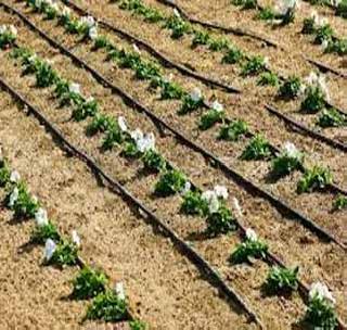 'E - drip' system for micro irrigation sets | सुक्ष्म सिंचन संचासाठी ‘ई - ठिबक’ प्रणाली 'E - drip' system for micro irrigation sets | सुक्ष्म सिंचन संचासाठी ‘ई - ठिबक’ प्रणाली