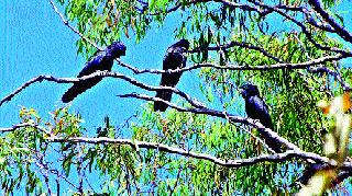 Ideal kikavari khurda birds village! | आदर्श किकवारी खुर्द बनले पक्ष्यांचे गाव ! Ideal kikavari khurda birds village! | आदर्श किकवारी खुर्द बनले पक्ष्यांचे गाव !