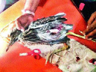 Given to the injured Dhokri | जखमी ढोकरीला दिले जीवदान Given to the injured Dhokri | जखमी ढोकरीला दिले जीवदान