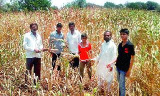 Suffer the fodder for water | पाण्याअभावी चारा सुकला