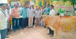 69 'The seventh month' of the cattle | ६९ पशुधनांचा ‘सातवा महिना’ 69 'The seventh month' of the cattle | ६९ पशुधनांचा ‘सातवा महिना’