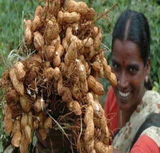 Beginning harvesting groundnut crop | भुईमूग पिकाच्या काढणीला सुरुवात