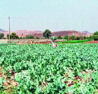 Profit from Lakhs of Flowers | फ्लॉवरमधून पावणेतीन लाखांचा नफा