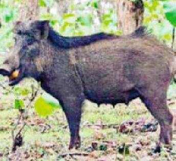 1,070 farmers have done damage to wild animals | वन्यप्राण्यांनी १,७०८ शेतकऱ्यांचे केले नुकसान