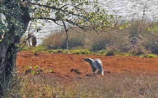 Very rarely seen in Konkan in Konaman | अतिदुर्मिळ पाणमांजराचे कोकणात दर्शन