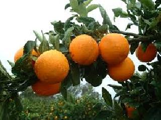 Orange crop beneficial to 'Hotsp'! | संत्रा पिकाला फायदेशीर ‘हॉर्टसॅप’!