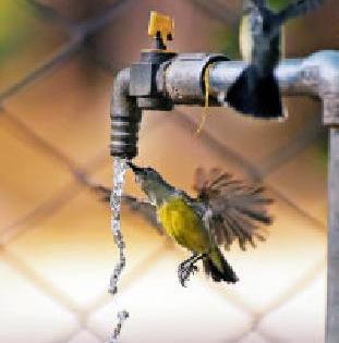 Thirsty thirst for life: | व्याकुळ जीवाची तहान :