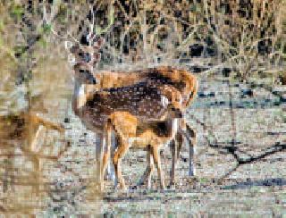 Khusavateay bore tiger project ... | खुणावतेय बोर व्याघ्र प्रकल्प...