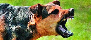 Bitten 17 dogs of a drunken dog | पिसाळलेल्या कुत्र्याचा १७ जणांना चावा Bitten 17 dogs of a drunken dog | पिसाळलेल्या कुत्र्याचा १७ जणांना चावा