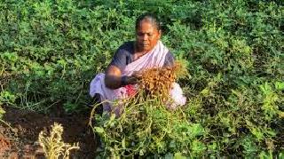 Large quantities of groundnut crop production fall! | भुईमूग पिकाच्या उत्पादनात मोठ्या प्रमाणात घट!