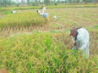 Rice harvesting: | धान कापणी : Rice harvesting: | धान कापणी :