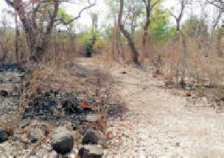 Trees on the wall of Dongargoan lake are dangerous | डोंगरगाव तलावाच्या भिंतीवरील झाडे धोकादायक