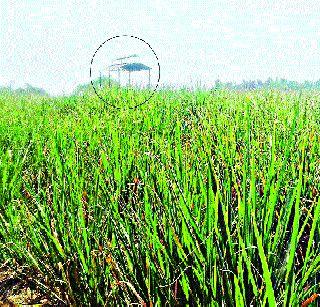 Encroachment on the ground floor | स्मशानभूमीवरच अतिक्रमण