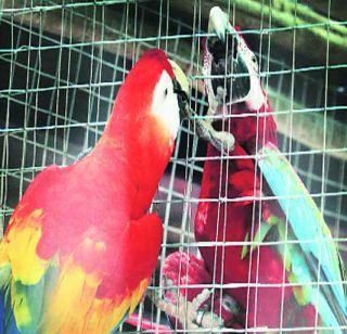 Stop selling illegal cattle and birds in Mumbai - High Court | मुंबईतील बेकायदा पशू-पक्षांची विक्री बंद करा - उच्च न्यायालय Stop selling illegal cattle and birds in Mumbai - High Court | मुंबईतील बेकायदा पशू-पक्षांची विक्री बंद करा - उच्च न्यायालय