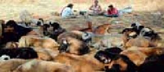 दुष्काळाच्या छायेत सापडला मेंढपाळ व्यवसाय दुष्काळाच्या छायेत सापडला मेंढपाळ व्यवसाय