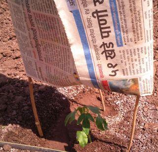 Exercise to save papaya seedlings from hard summer | कडक उन्हापासून पपईची रोपे वाचविण्याची कसरत