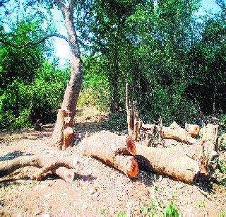 Biodiversity promotion course by BNHS | ‘बीएनएचएस’तर्फे जैवविविधता संवर्धन अभ्यासक्रम