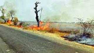 Decorated by a citizen, the quarrels burned | नागरिकाच्या सजगतने विझविले पेटलेले झाड