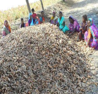 The turmeric productive due to lack of expectations | अपेक्षित भाव नसल्याने हळद उत्पादक संकटात