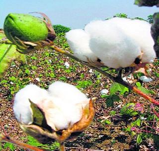 Bogs BT cotton seeds risk! | बोगस बीटी कापूस बियाण्यांचा धोका !