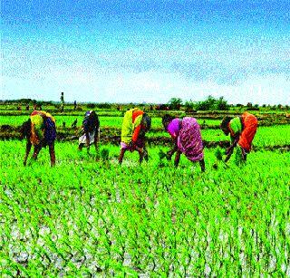 The rice crop will double twice in the kharif season | खरीप हंगामातील भातपीक दुप्पट करणार The rice crop will double twice in the kharif season | खरीप हंगामातील भातपीक दुप्पट करणार