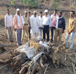 Death of leopard due to poisoning, bodies found in the mountains of Sirsalatanda | विषबाधेमुळे बिबट्याचा मृत्यू, सिरसाळातांडाच्या डोंगरात आढळला मृतदेह