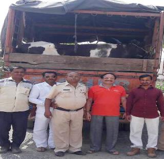 26 trucks caught in slaughter house | २६ जनावरांना कत्तलखान्यात नेणारा ट्रक पकडला