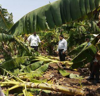 61 lacs of banana and maize in Yaval taluka | यावल तालुक्यात केळी व मक्याचे 61 लाखाचे नुकसान