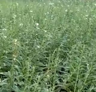 Summer Sesame Growing on VIDEO-Due diligence | VIDEO- परिश्रमाच्या बळावर बहरविला उन्हाळी तीळ