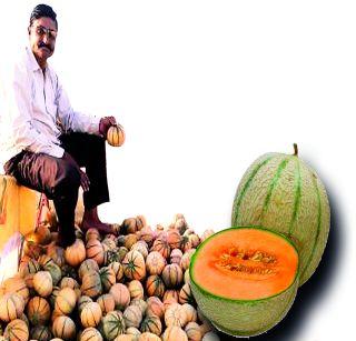 3 lakhs yielded three lakhs of melon fruit | 3 एकरात खरबूज फळापासून मिळाले तीन लाखांचे उत्पन्न