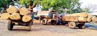 Sago forest seized in the Sironcha forest area | सिरोंचा वनक्षेत्रात सागवान लाकडे जप्त