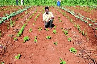 Farmers can take on a huge crop | शेतकऱ्यांना घेता येणार भरघोस पीक