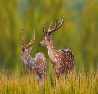 Animal calculation through 23 inspection centers in Gautala Wildlife Sanctuary, Patna Devi Forest | गौताळा अभयारण्य, पाटणादेवी जंगलात 23 निरीक्षण केंद्राद्वारे प्राणी गणना