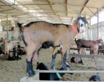 'Idol' will be the district for goat farming business | शेळी पालन व्यवसायासाठी जिल्हा ठरणार ‘आयडल’